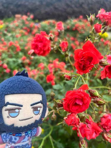 ばらのかおりには りらっくすこうかがあるそうだ🌹