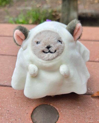 話題の👻チンチラちゃんお迎えしました〜！
猫チンチラもいるけど、そっちはまた今度紹介します🥰