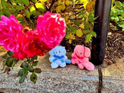 りゅやさんと、おはなみたときのしゃしん。ばらのはな。うちとおんなじあかいろ、きれいやった。