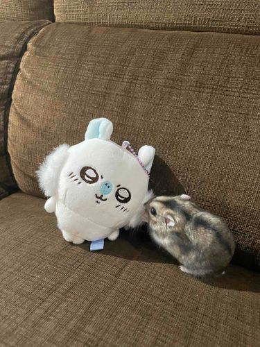 こちらは いっしょに すんでいる もちむぎさんです
じまんのもふもふを かまれてしまいました