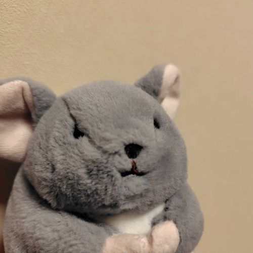 チンチラのハウイーをよろしくお願いします！