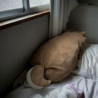 犬