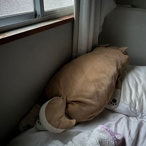9さい
おす
名前はまだない