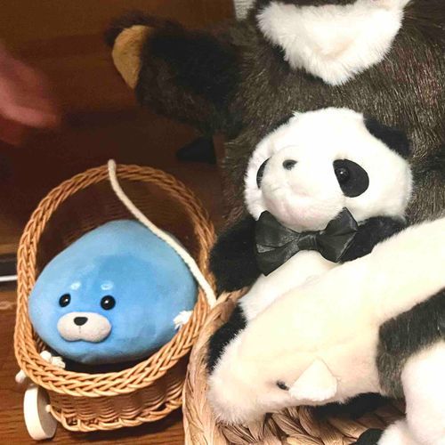 こんばんはーさぶちゃんだよー🦭
みんなとおしゃべりしてたらねー、かいぬしにかくしどりされたの📷……さぶちゃんちょっと　ぴんぼけしてる…？