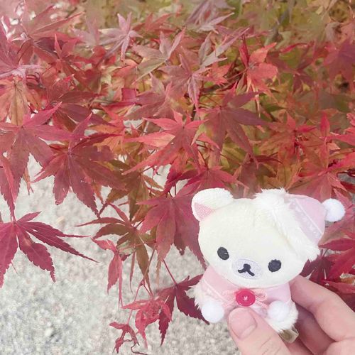 🍁
