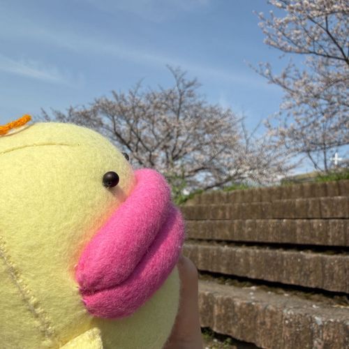 さくら、はじめてみた