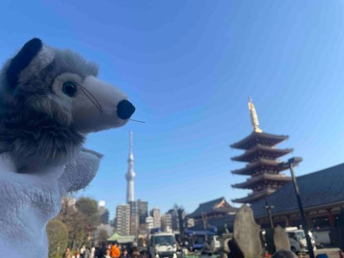 今日は浅草でぶらりです🐺
土曜日なので人多い🐺💦