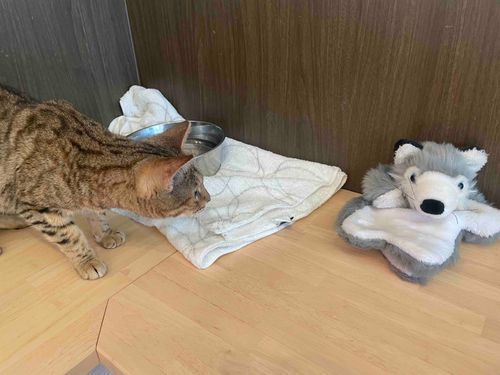 すっごい狙われているようか……🐺💦