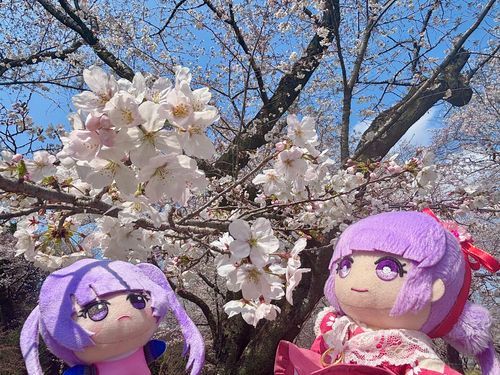 「小さいわたしとも一緒に桜を見たよ。小さいわたしは初めての桜だね」
