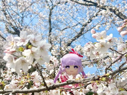 「満開の桜に囲まれたよ」