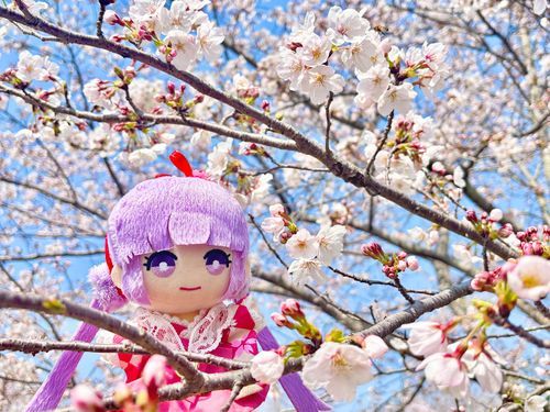 「今年の桜もきれいだね」