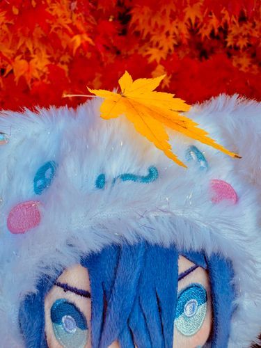 うちの子の特徴は眉毛が少しほつれてるところ。
暴れてから私のおうちに来たみたい。かわいい