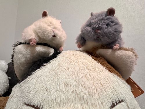 \\新しい友達が増えた!!//
おもち と ごまきち だよー！
さんまは
お兄ちゃんになりました( * ॑꒳ ॑*)