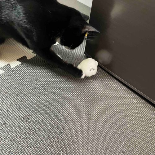 なかよくしようよ！！！