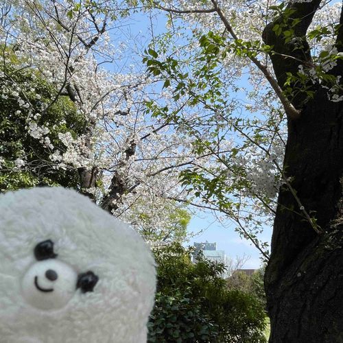 春だねぇ