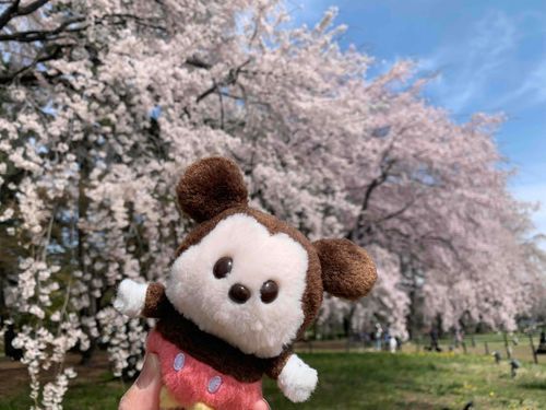 桜を見に来たよ！