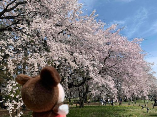 ぼく初めて桜を見たんだけど綺麗だなぁ〜
桜の花びらが落ちていく様子を「舞う」って表現するらしいんだけどその通りだった！