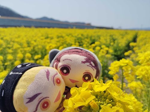 3月の菜の花畑に行った時