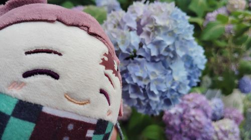 あじさいとにこし