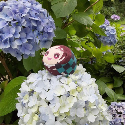 よねんまえのたんたん
今年もあじさい見に行きたいね

