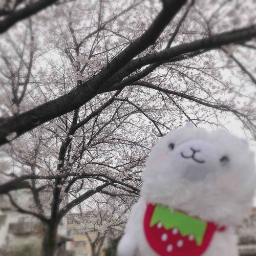 桜を見に行ったよʚ🌸ɞ
ぱかぞう꒰ ՞•´ｪ`•՞ ꒱
