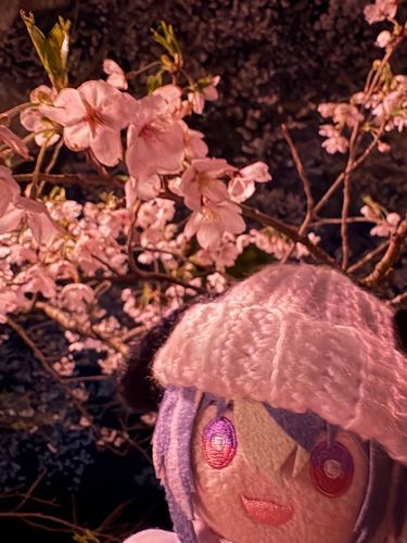 ぬ𓂃🌸𓈒𓏸

『きれいだね』