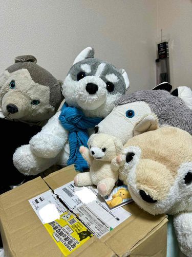 うちの子達。
だいち、そら、ゆき、あき。
この前来たファーファ。
みんな可愛いなあ