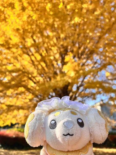 イチョウが綺麗だね💛今年も来れたね🌼また来年も変わらず来れますように