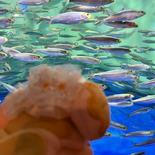 おさかないっぱいだね〜✨🐟🐟🐟