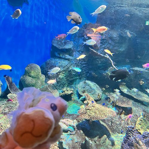 綺麗な海だったら泳いでみたいね🐟🐠🐡🌊