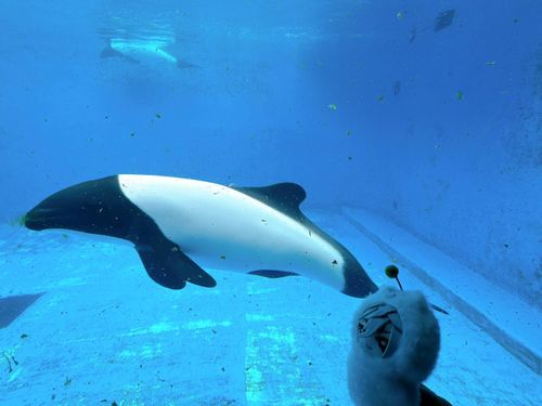 仙台うみの杜水族館のイロワケイルカだよ、イロワケイルカに会える水族館はJPNで2館だけらしいね