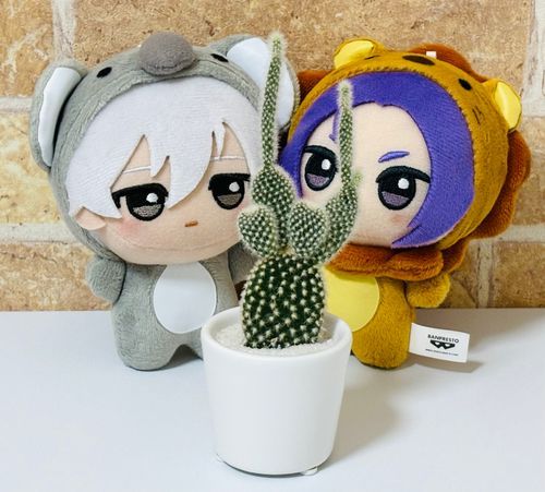 🌵観察