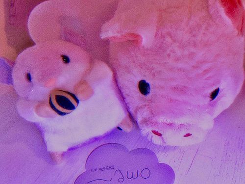 もちぬし、じゅけん?おわったんだって❕おめ〜
また たくさん 写真とってね