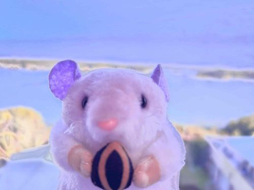 うみじゃあなくて、ハムをみよう✋🐹