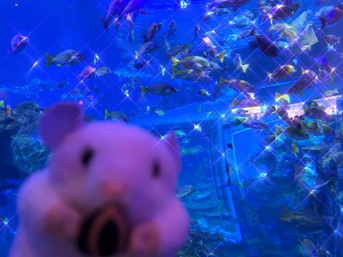 お魚より、ちゅうかわだよ
ピントをあわせてよ。