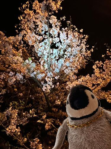 夜桜と、夜ペンギン！🌸🐧
なんと雅な、、、美しい、、！！
葛飾北斎も二度見するレベルよォ