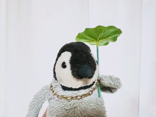 新しい傘ゲットした🌱