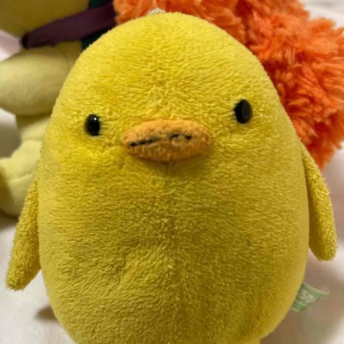 鷹の子です