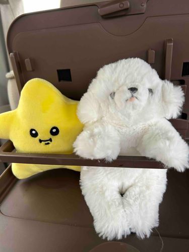 今日は大学受験でした！ぷーちゃんとわたちゃん、そして良いことが起こりますようにと願いを込めて流れ星を連れていきました✨️