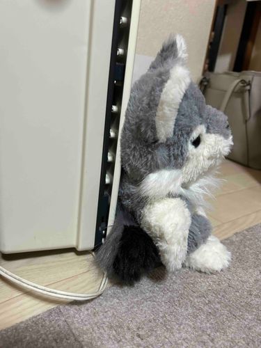 たそがれるパシャです…