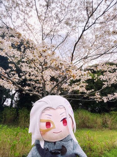 やあ おれだよ
きょうは おはなみにきたんだ🌸
はなみざけ🍶の よういは ないみたいだ…
みんなのところは もうさいてるかい？
