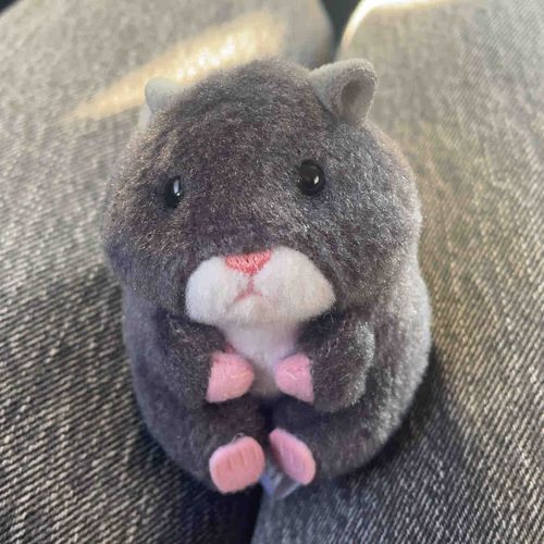 おはます
きょうは はむすけ がっこうに ついていくよ
だいがくよねんせい ひまなんだって