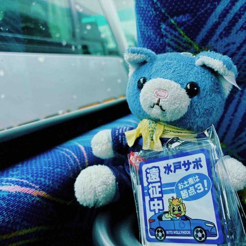 アウェイ遠征するねこ