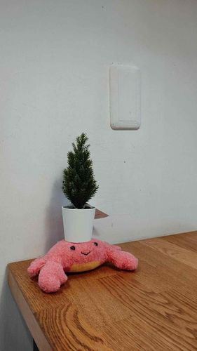 Christmas is coming!!!