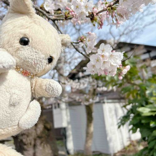 いなかの　しゃくりゃが　いいかんじに　しゃちました！
ちれいでしゅ🌸