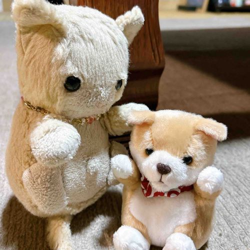あたりゃしい　おともだちでしゅ。あちたいぬの　みそづけくん　でしゅ。
ほごしゃ、いぬしゃんが　にがて　なんでしゅちぇど、めがあって　ちゅりぇてちて　しまったしょうでしゅ。
なかよく　してくだしゃい☺️