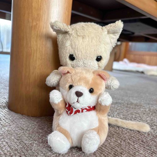 へいわな　あしゃでしゅ。
みそづけくんを　だっこ　しようと　いていりゅ　とこりょを　とって　もりゃいました。
でも　みそづけくんは　おもったより　おおちいでしゅ……💦