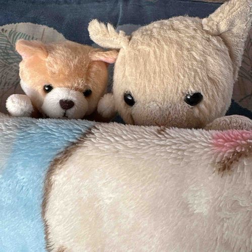 おはよう　ごじゃいましゅ。
ちょうも　しゃむしゃむの　あしゃでしゅ。
ふわもこしゃんも　ほごしゃしゃんも　あたたかくして　しゅごして　くだしゃいね。