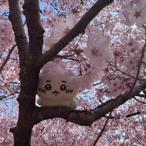 ひょこ！