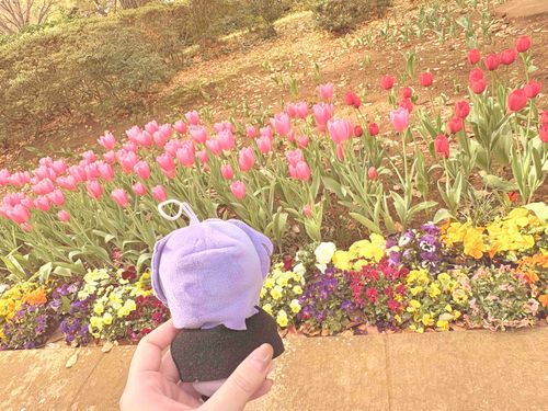 チューリップも咲いていたね
